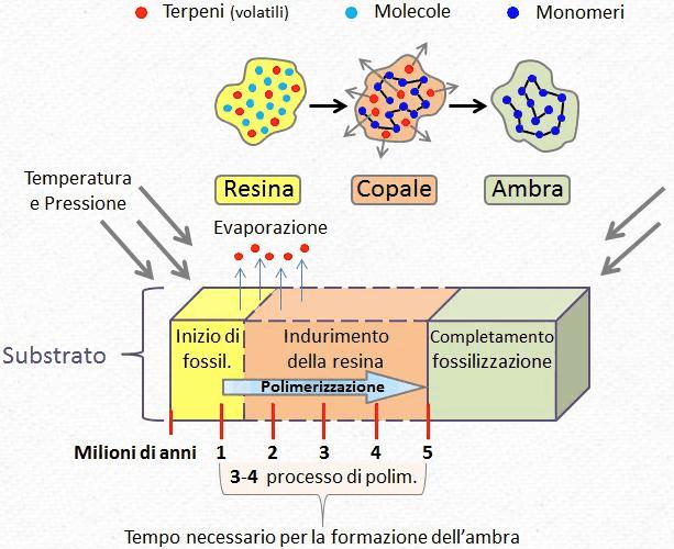 Le principali modalità di fossilizzazione Tempo necessario per la