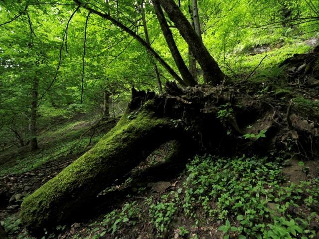 ORGANISMO SAPROXILICO: Un organismo che dipende, in qualche fase del proprio ciclo vitale, dal legno morto o deperente di alberi morti o senescenti o da funghi del legno o dalla presenza di altri