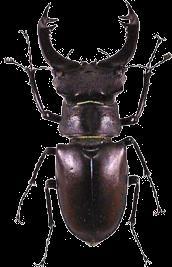 Lucanus