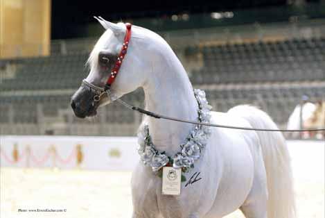 Stallions MAHNA AL ZOBAIR Silver Medal Stallions (Ashhal Al Rayyan x