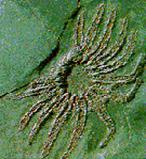 vertiginosamente evolvettero delle i primi specie in invertebrati: un viventi.