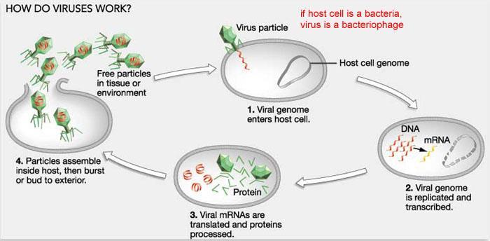 Genetica dei batteri Il fago che ha un ciclo litico puo dar luogo a una trasduzione