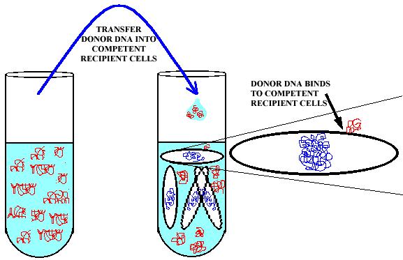 Morte cellulare --> rilascio di DNA --> DNA che penetra nella cellula ricevente