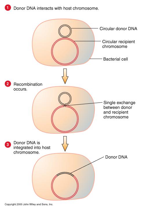 L integrazione di F Ricombinazione tra due anelli di DNA, in seguito ad un singolo crossing over, con formazione di un anello unico che è la somma dei due precedenti.