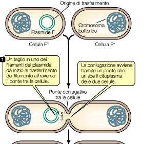 Coniugazione batterica: F+ x F- Trasferimento del plasmide F da un batterio donatore ad un ricevente mediante coniugazione.