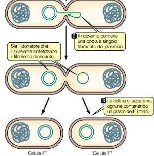 minore) Il DNA viene trasferito con un meccanismo noto come rolling circle, che prevede la formazione di un intermedio a singolo