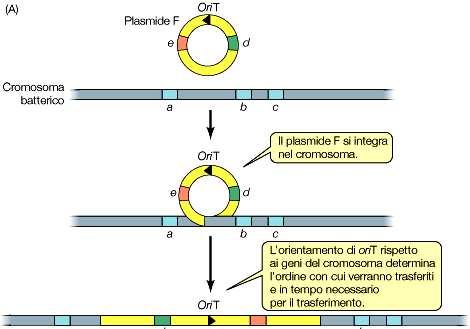 Coniugazione batterica Hfr x F- La cellula batterica Hfr ha il plasmide integrato nel cromosoma batterico; si tratta di cellule ad alta frequenza di ricombinazione.