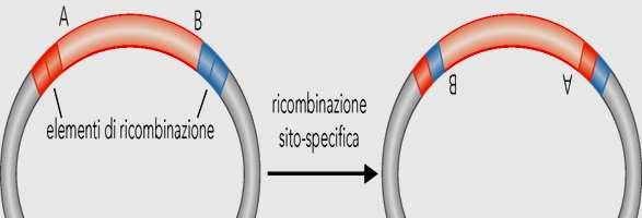 Ricombinazione sito- specifica La ricombinazione sito- specifica avviene tra due elementi di DNA in cui sono presenti