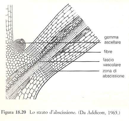 Zona di abscissione: strati specifici di cellule che si