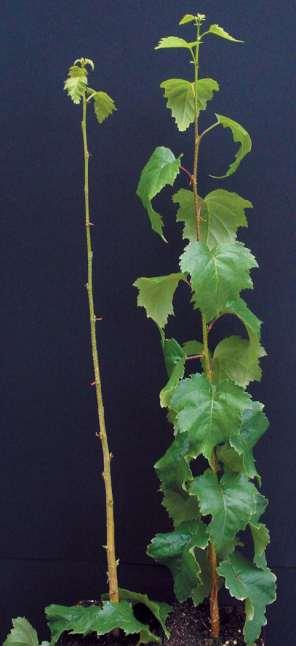 Effetto dell etilene sull abscissione fogliare in piante di Betulla pendula trasformate con il