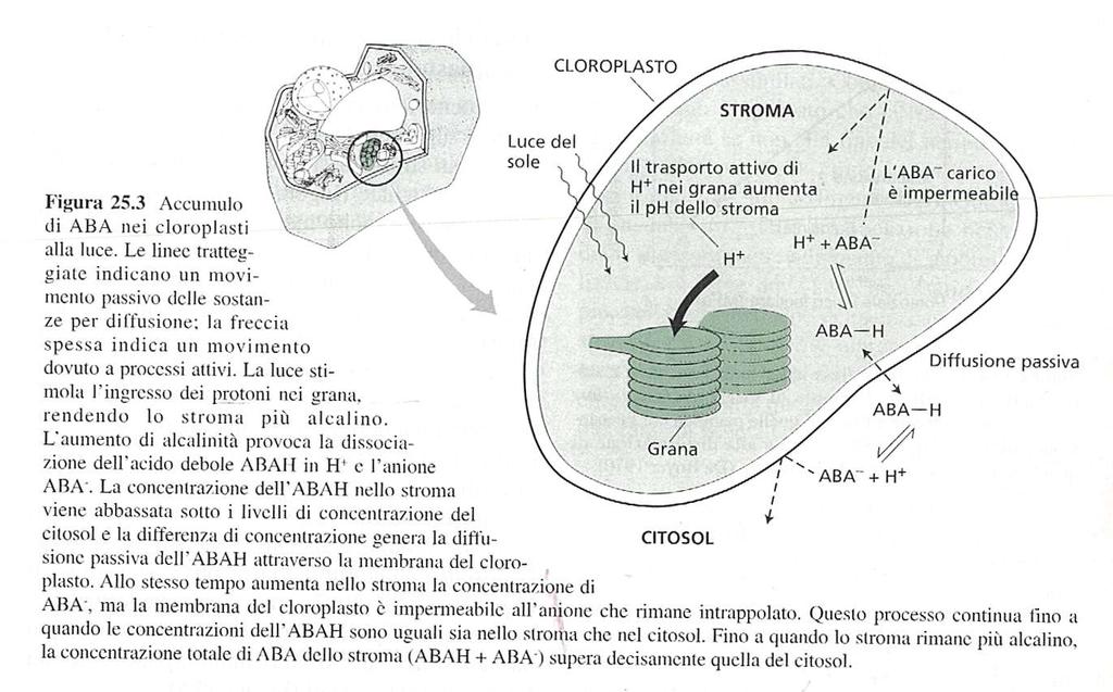 In condizioni di buona idratazione e alla luce ABA si accumula nei cloroplasti