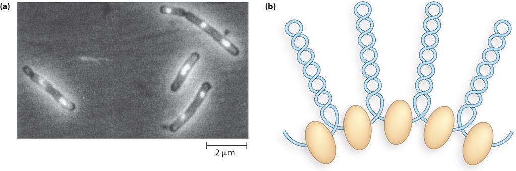 Il DNA batterico e altamente condensato Il DNA batterico e compattato in nucleoidi, strutture meno note rispetto alla cromatina eucariotica In E.