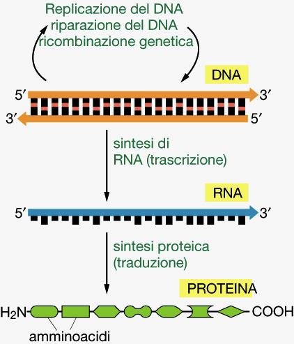 Che cosa e un gene? Unità fondamentale dell eredità genetica (codifica molecola funzionale).