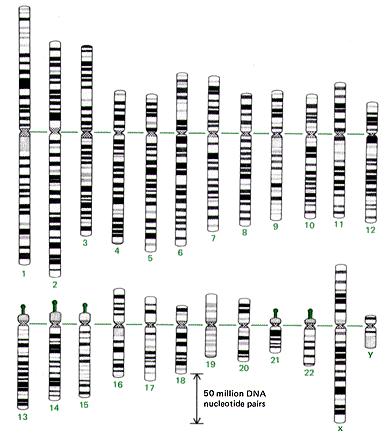 Le molecole di DNA eucariotiche sono altamente compattate nei cromosomi