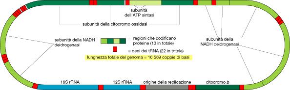 Genoma mitocondriale umano - primo genoma ad essere sequenziato - densa compattazione dei geni - geni codificano per 13
