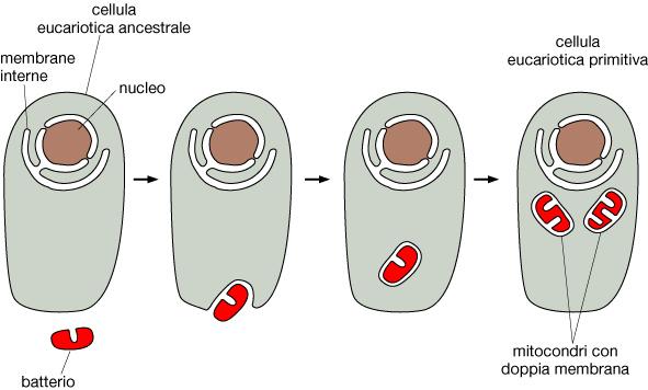 L origine dei genomi degli organelli La teoria dell endosimbionte: 1) similarita nei processi di espressione genica che avvengono nei mitocondri
