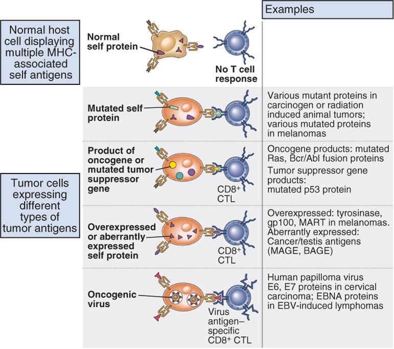 Antigeni tumorali (2) I linfociti T possono riconoscere diversi tipi di antigeni tumorali: forme mutate di