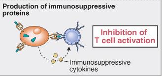 Elusione della risposta immunitaria alle cellule tumorali (tumor escape) (2) i prodotti delle cellule tumorali possono inibire le risposte