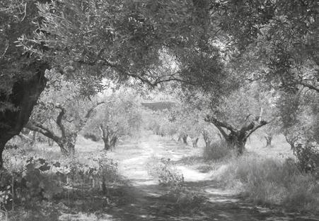 CULTURA & RICERCA Sui sentieri dell olivo e dell olio in Calabria Un affascinante viaggio nella storia.