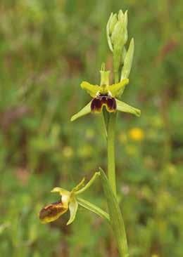 Soca) Ophrys riojana, Campo di Giove (AQ),