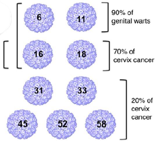 Sviluppo del Vaccino HPV VLP L1 4vHPV 2vHPV 9vHPV 90% dei condilomi genitali 90% del cancro cervicale Lowy DR - J Clin Invest 2016 HPV9, Riassunto delle