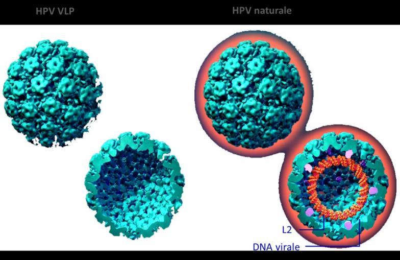 Come è costituito il vaccino anti HPV Importanza della proteina L1 Immunogenicità dimostrata (umorale e cellulo-mediata) Produzione attraverso ingegneria genetica