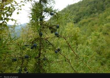 Arbusti con bacche nutrimento per avifauna La presenza di numerosi strati vegetazionali
