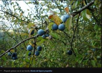 ecologiche La complessità strutturale della vegetazione arbustiva e arborea e alberi di