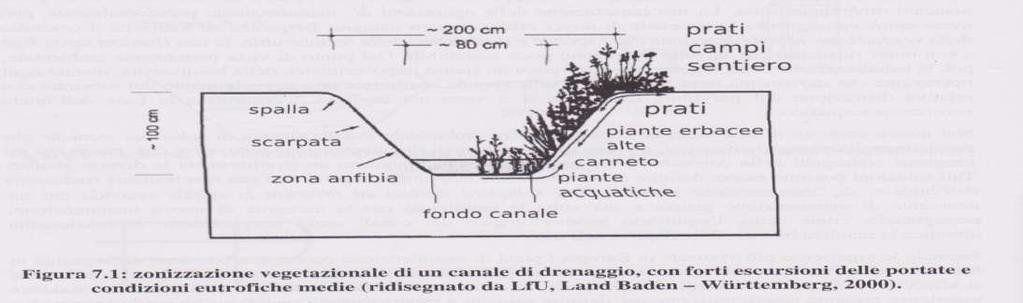 Sezione vegetazionale Sullo specchio d acqua si insediano piante galleggianti per es.