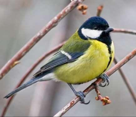 La vegetazione dei canali con la sua ricchezza di fioriture offre