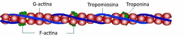 Figura 1.5: Composizione del filamento sottile. circa 1 µm; ad un estremità è legato alla linea Z, mentre l altra è situata ordinatamente nello spazio tra le molecole di miosina.