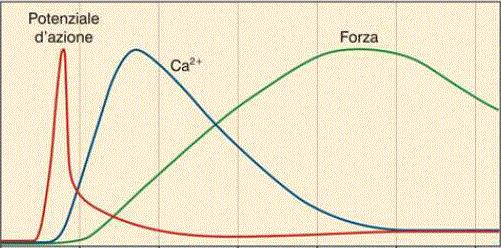 Figura 2.1: Successione temporale degli eventi di potenziale d azione, concentrazione del calcio nel sarcoplasma e sviluppo della forza di contrazione.