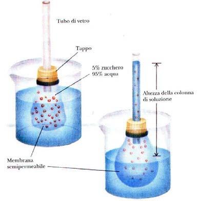 OSMOSI membrana semipermeabile dalla soluzione più diluita, o dal solvente puro, alla soluzione più concentrata.