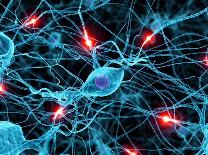 CAMBIAMENTI VELOCI crescita dei processi neurali rimodellamento delle connessioni sinaptiche aumento della mielinizzazione