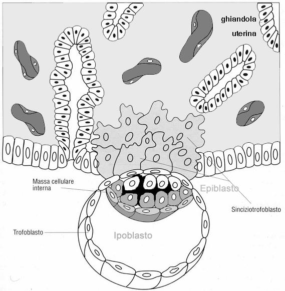 Formazione del disco embrionale LA SECONDA SETTIMANA A 8 gg, all interno della massa cellulare interna compaiono piccole cavità piene di liquido che poi confluiscono nella cavità