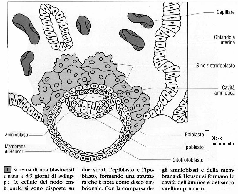 Eventi dei giorni 8 e 9: formazione del disco embrionale, cavità dell amnios