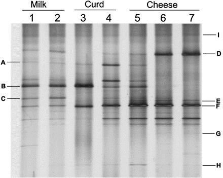 DGGE profiles of amplicons generated by PCR with the Lactobacillus-specific primer that represent the Lactobacillus genus biodiversity in samples taken during Ragusano cheese manufacture provided by