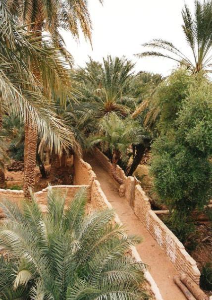 vegetazione dei palmeti dell oasi, che a