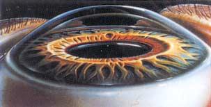 La cornea La cornea è quel tessuto trasparente che, come una calotta sferica, costituisce la parte più anteriore ed esterna del bulbo oculare.