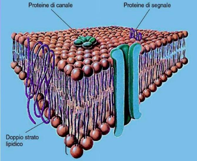 Membrana Cellulare Le caratteristiche