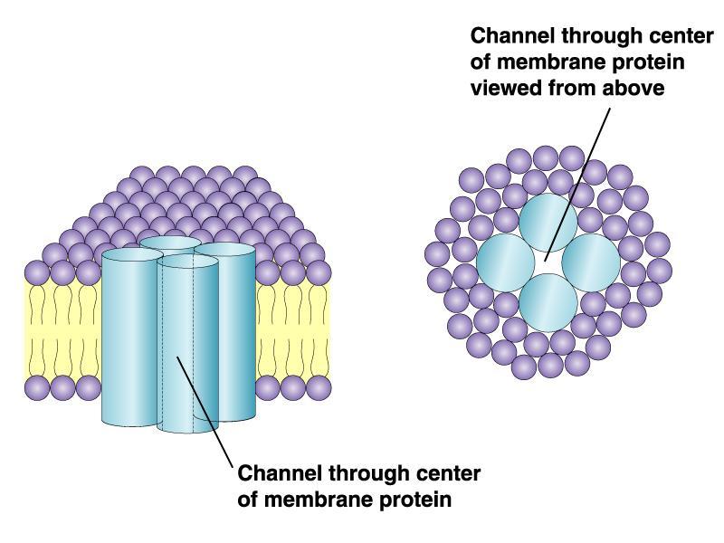 Membrana Cellulare Le proteine di canale mettono in