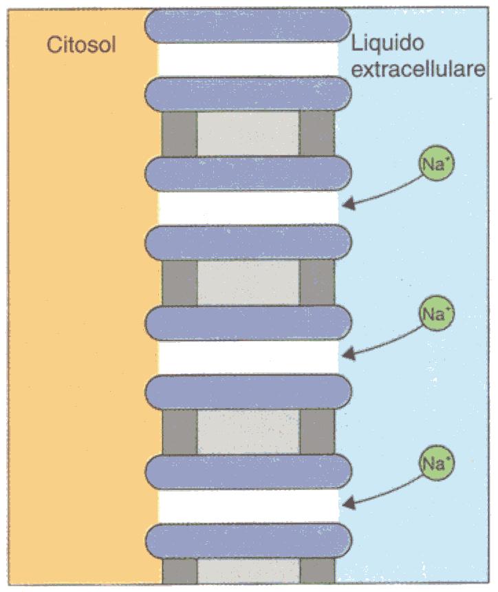 Membrana Cellulare La
