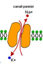 Membrana Cellulare I canali passivi consentono di far transitare passivamente ioni potassio, cloro, calcio e sodio Tali canali sono circa 100 volte più
