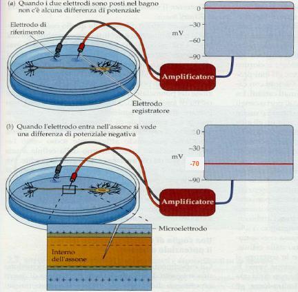 Membrana Cellulare Se misuriamo con un voltmetro la ddp tra l interno e l esterno di una cellula muscolare o nervosa leggiamo un valore costante diverso da zero che varia tra i -40 mv e i -90 mv
