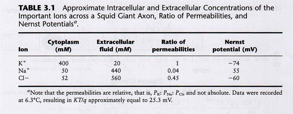 Calcolo del potenziale di riposo Equazione di Goldman Esempio 1: calcolo del potenziale di riposo nella cellula nervosa del calamaro.