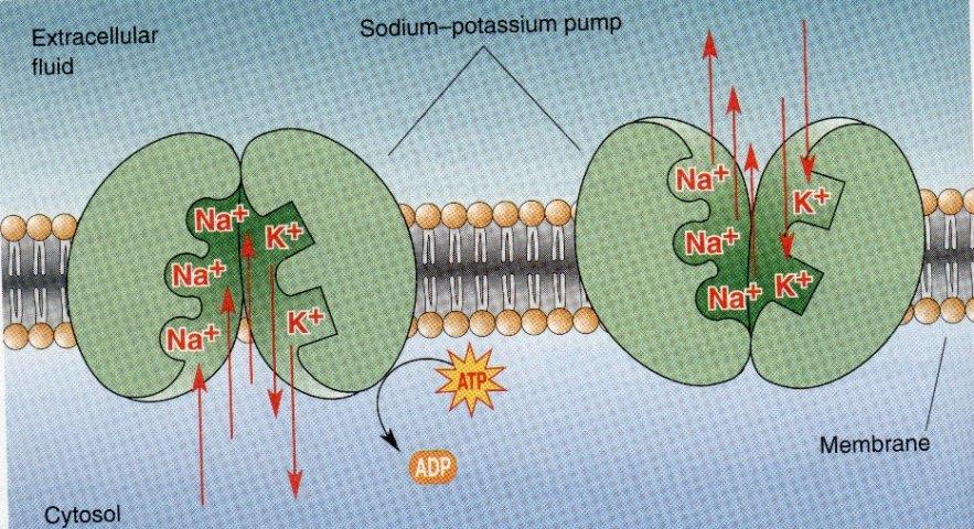 Calcolo del potenziale di riposo Contributo della pompa sodio-potassio Il meccanismo attivo pompa sodio-potassio con un rapporto