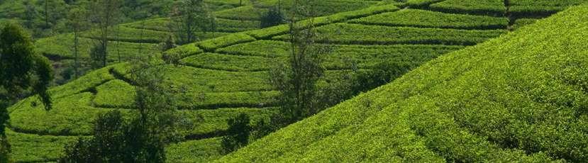 Mlesna, a COLTIVATO NATURALMENTE Naturally Grown In Sri Lanka la produzione e commercializzazione del tè sono regolate dalla Sri Lanka Tea Board, l organo governativo che