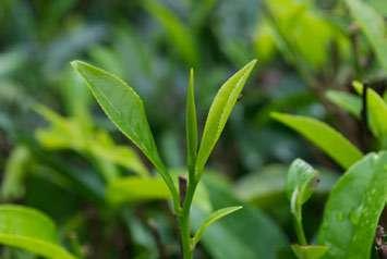 All tea growers follow the standards set by the Sustainable Agriculture Network and the Rain Forest Alliance to support sustainable growing methods in order to protect the