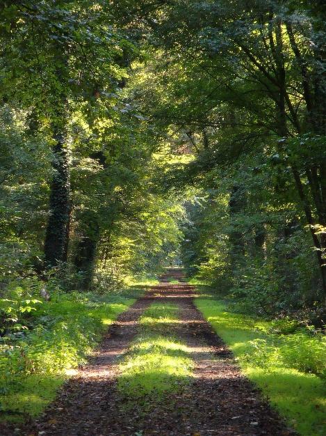 foresta planiziale originale sono :.