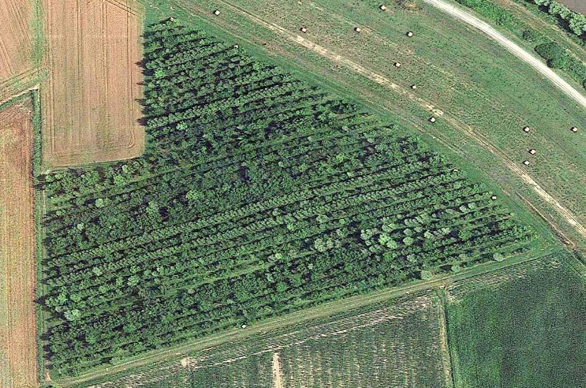 agro ambientali) Impianto pilota Az.